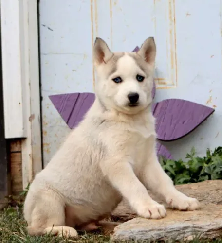 ?Filhotes de Husky Siberiano - ideais para família?