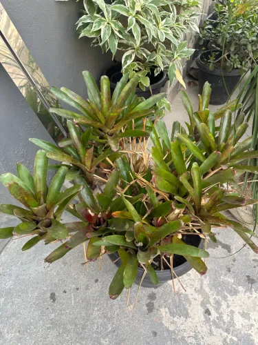 Plantas para decorar 