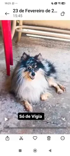 Lulu da pomerânia , splits alemã exótico merly 