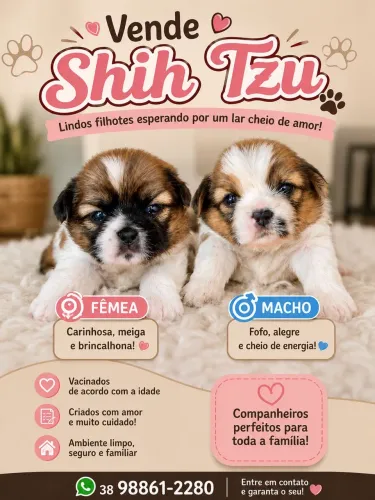Shih tzu