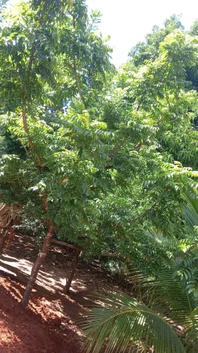 Sitio murado bem localizado