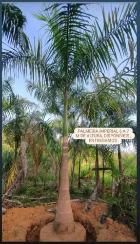 Palmeira imperial 7 mts altura obs nao aceitamos ofertas