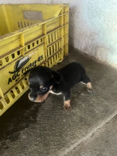 Vendo filhotes de pinscher 1 puro