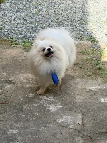 Spitz Alemão - Disponível para cruzamento