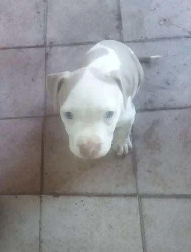 Filhote fêmea de Pitbull