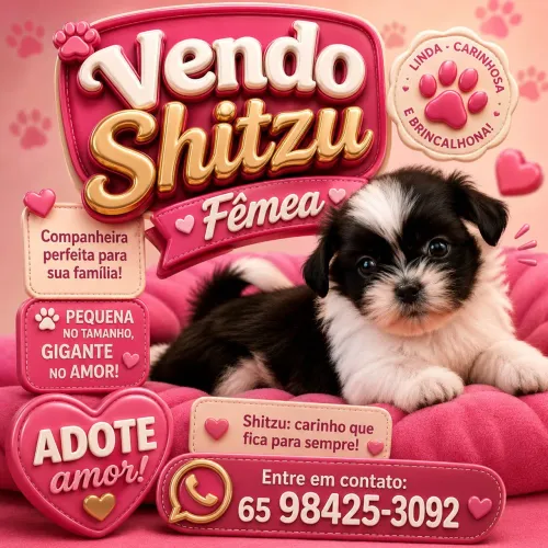 Vendo Shitzu Fêmea 