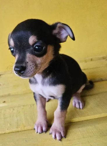 Pinscher macho