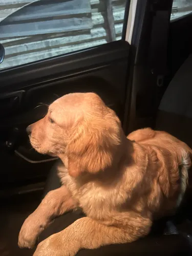 Golden retriever