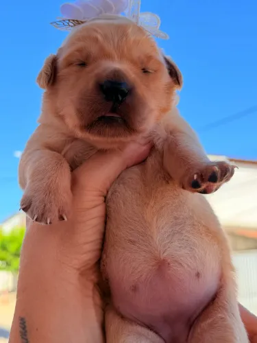 FILHOTES GOLDEN RETRIVER 
