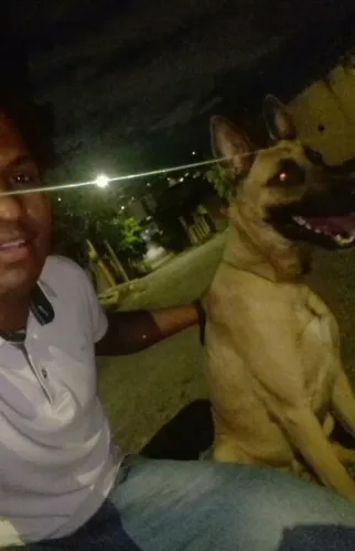 Pastor Belga Malinois  cruzamento 