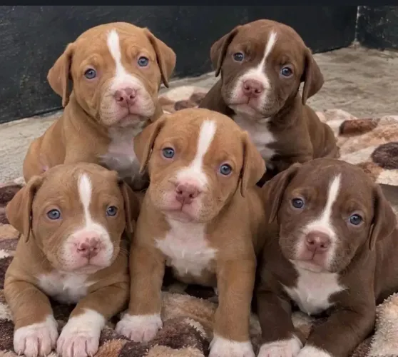 Pitbull red nose