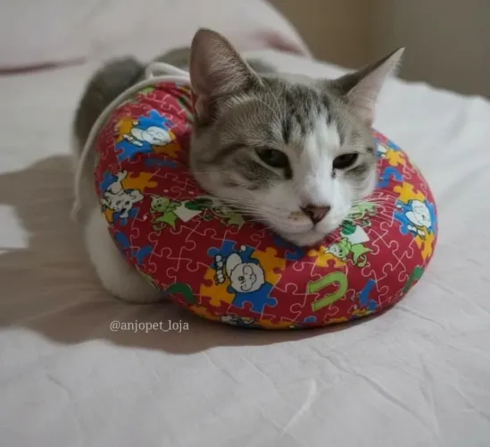 Roupas cirúrgica para Gatos e cones