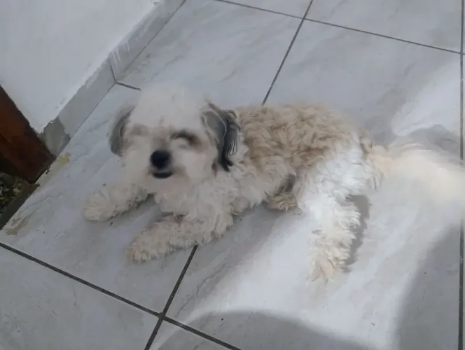 Shitzu femea 1 ano