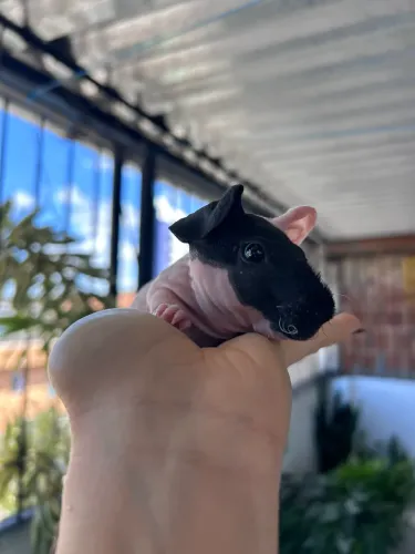 Porquinho da índia 