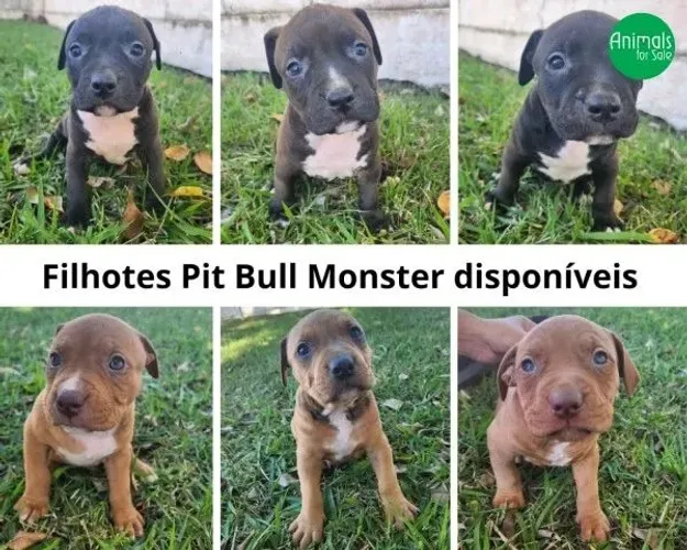 Adoção responsável - Pit Monster