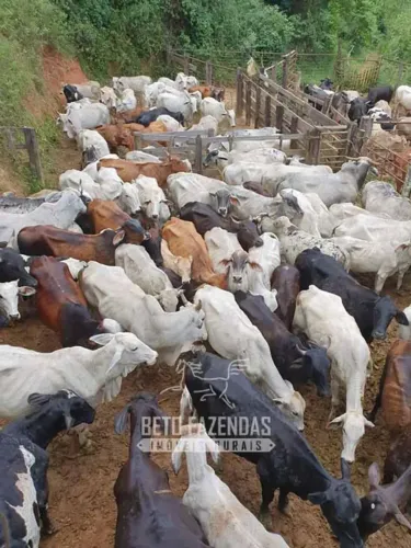 Imóvel para venda tem 3630000 metros quadrados em Zona Rural - Santa Rita de Caldas - MG