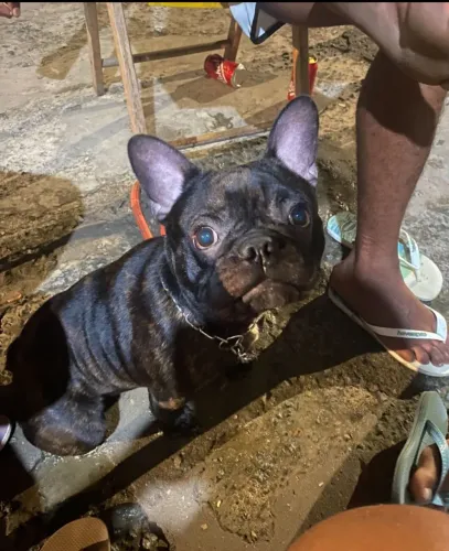 Buldogue francês macho