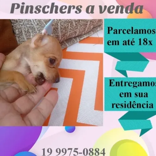 Pinscher mini filhote ativo e bem desenvolvido