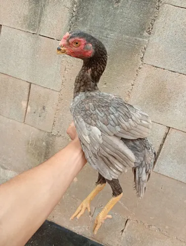Franga assel bico curto