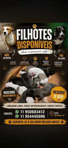 Filhotes de APTB x AMERICAN BULLY BLUE TRI 