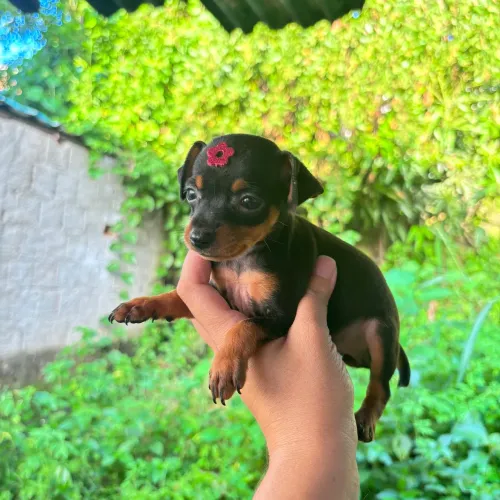 Pinscher fêmea MICRO