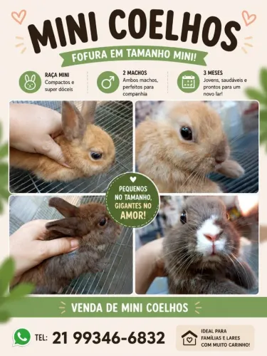 Mini coelhos - Netherland Dwarf
