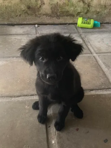 Cachorro para adoção responsável