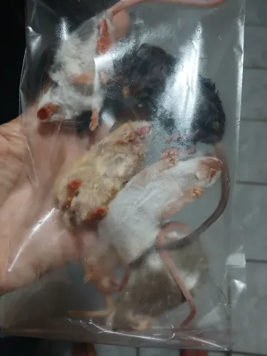 Camundongo congelado (10 unidades)