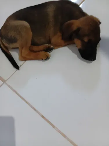 Doa-se esse filhote de 2 meses