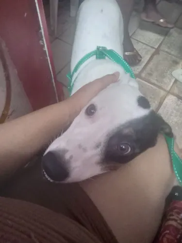 Doa-se um cachorro 