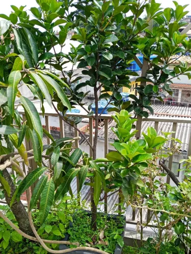Arvore frutíferas produzindo 1,90 altura