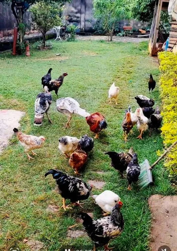 Frangos disponíveis para venda , Raça Carijó, todos com 6 meses de vida, saudáveis .