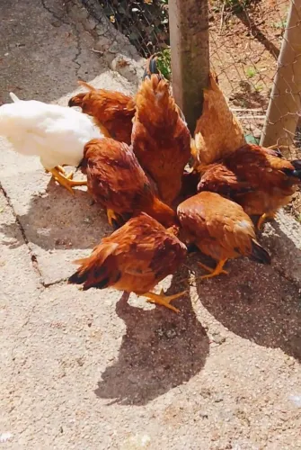 Franguinhos e franguinhas caipira
