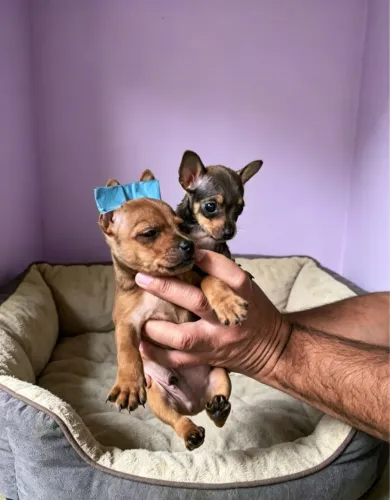 Pinscher
