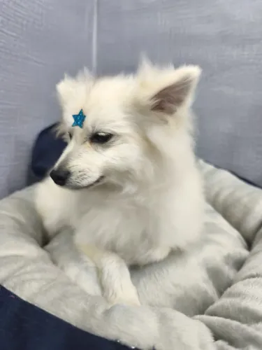 Spitz alemão macho