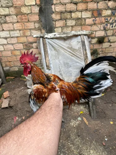 Vende se Galo garnisé 