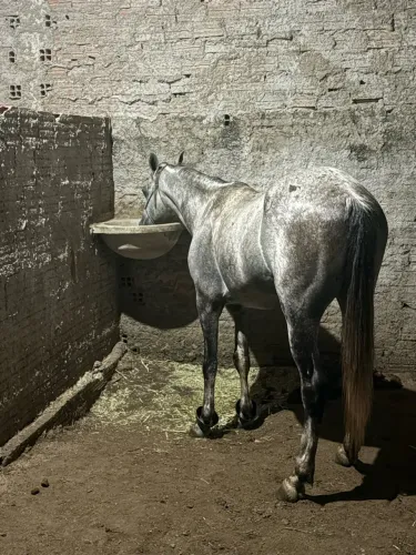 Cavalo MM