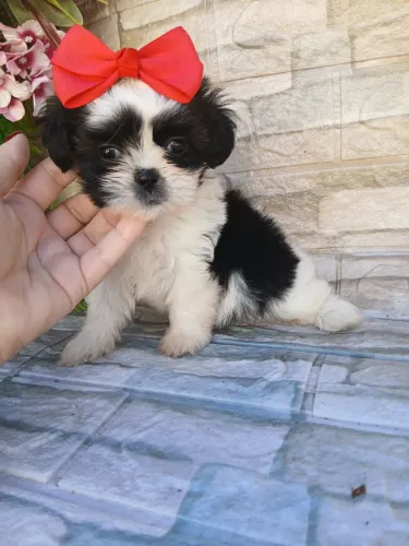 Shitzu fêmea pandinha maravilhosa