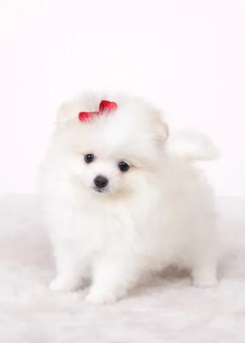 Filhotes Spitz Alemão/ Lulu da Pomerania - Encantor
