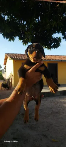 Vendo filhotes de rottweiler com 2 meses 