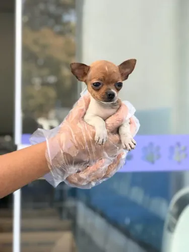 Chihuahua- Filhotes Diferenciados - Beleza, Origem e Confiança