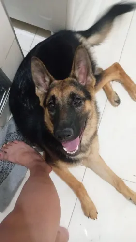 Pastor alemão 7 meses fêmea DOAÇÃO