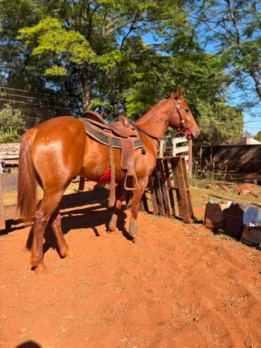 Cavalo QM