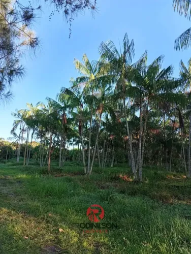 Terreno 21000 Ha em Barcarena | 10 Mil Pés de Açaí e 1 Mil de Cacau