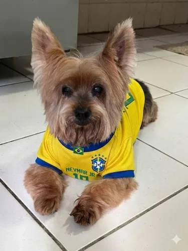 Banho e tosa em pet