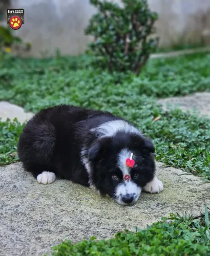 Border Collie 