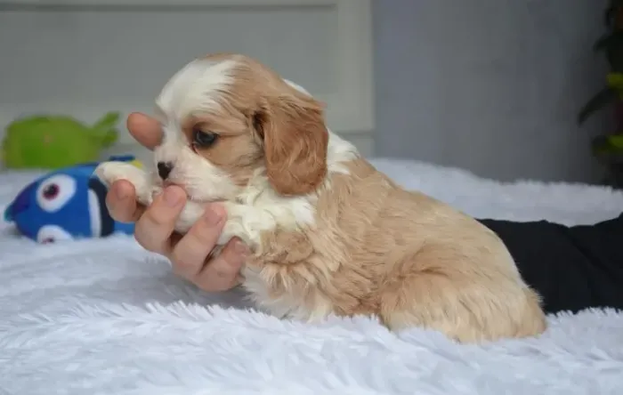 Compre seu Cavalier King Charles com Segurança | V10 Importada | Loja Física
