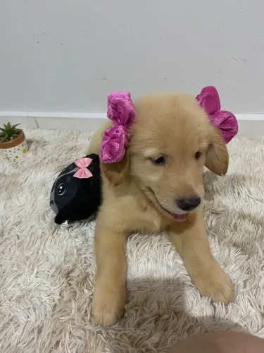 Golden Retriever - Pedigree CBKC