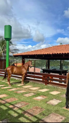 VENDE-DE CAVALO 