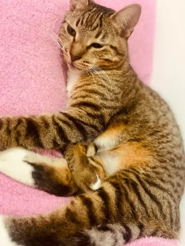 Doa-se gato macho castrado